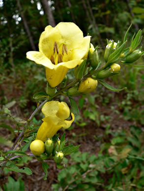 Aureolaria flava, Smooth False Foxglove, Smooth Oak-leach, Smooth Yellow False Foxglove