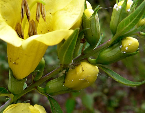 Aureolaria flava, Smooth False Foxglove, Smooth Oak-leach, Smooth Yellow False Foxglove