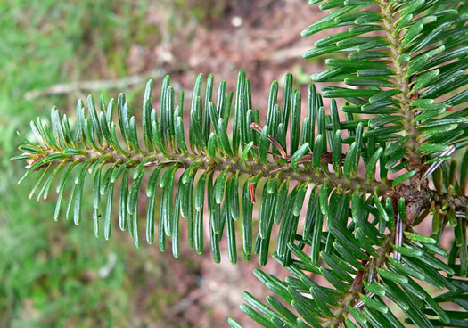 image of Abies fraseri, Fraser Fir, She Balsam, Southern Balsam