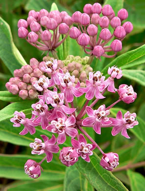 image of Asclepias incarnata var. pulchra, Eastern Swamp Milkweed