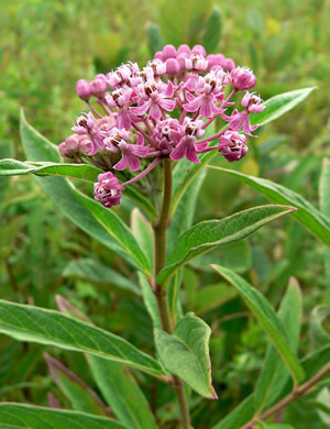 image of Asclepias incarnata var. pulchra, Eastern Swamp Milkweed