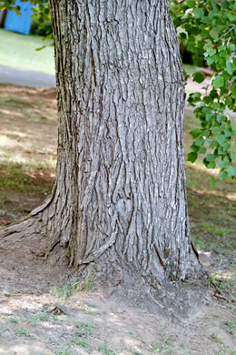 image of Acer rubrum var. trilobum, Carolina Red Maple, Trident Red Maple