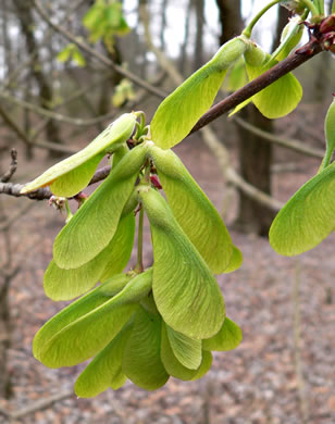 image of Acer saccharinum, Silver Maple, Soft Maple