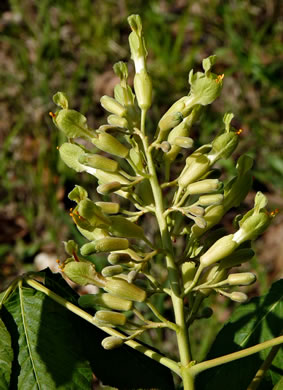 image of Aesculus sylvatica, Painted Buckeye