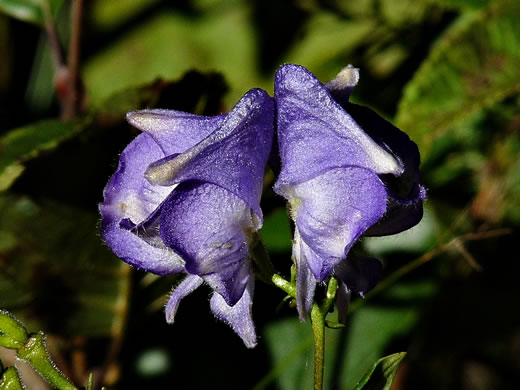 Appalachian Blue Monkshood