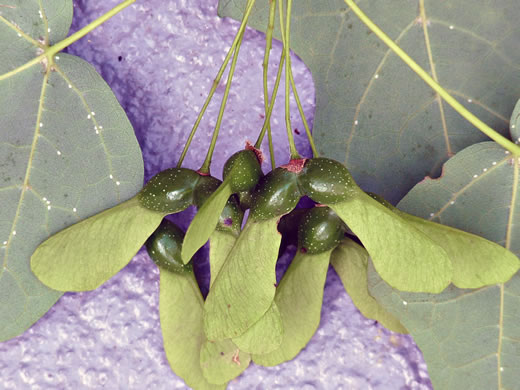 image of Acer nigrum, Black Maple