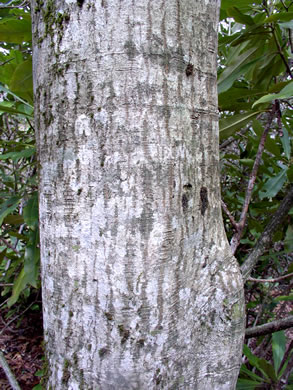 image of Acer pensylvanicum, Striped Maple, Moosewood