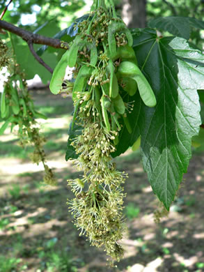 panicle