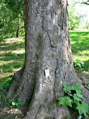 image of Acer pseudoplatanus, Sycamore Maple, Planetree Maple