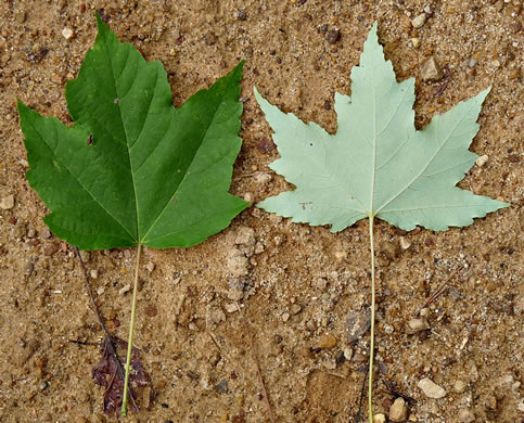 image of Acer rubrum var. rubrum, Eastern Red Maple