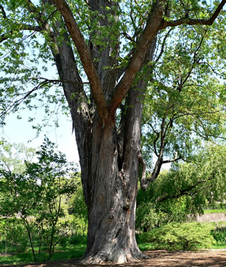 image of Acer saccharinum, Silver Maple, Soft Maple