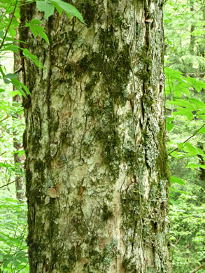 image of Aesculus flava, Yellow Buckeye