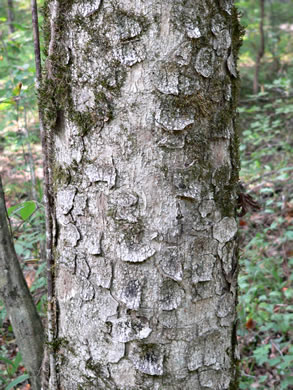 image of Aesculus flava, Yellow Buckeye