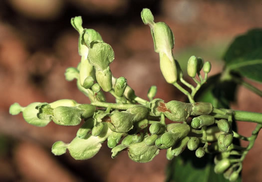 image of Aesculus sylvatica, Painted Buckeye