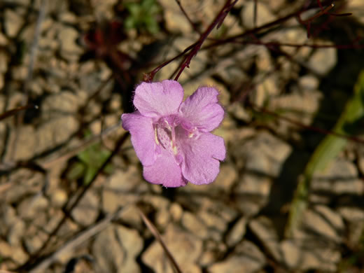 image of Agalinis setacea, Threadleaf Gerardia, Threadleaf Agalinis, Threadleaf False Foxglove, Sandhills Gerardia