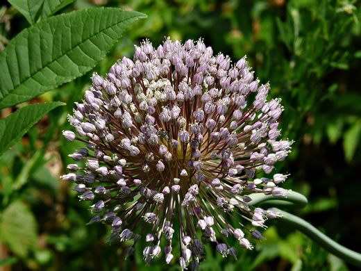 image of Allium ampeloprasum, Wild Leek, Yorktown Onion, Elephant Garlic