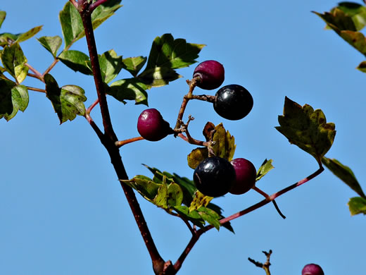 image of Nekemias arborea, Peppervine