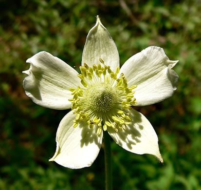 Thimbleweed