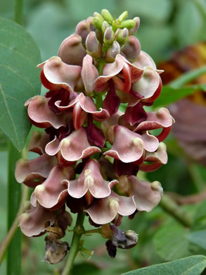 image of Apios americana, American Groundnut, Common Groundnut