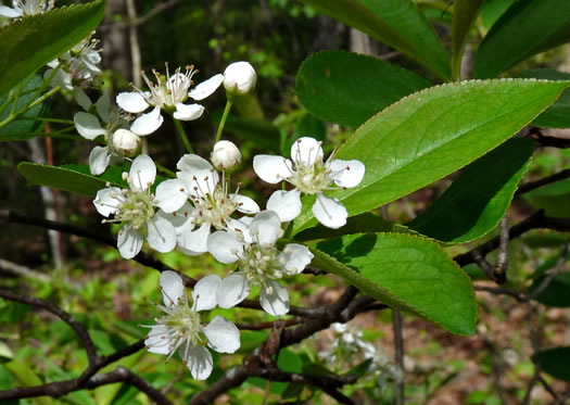 image of Aronia arbutifolia, Red Chokeberry