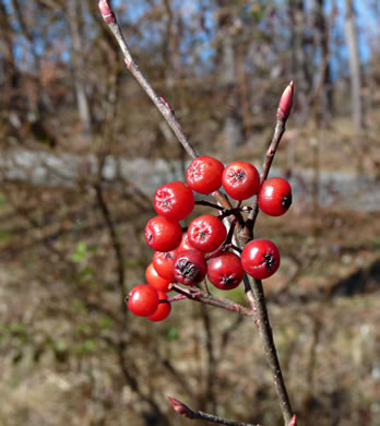 image of Aronia arbutifolia, Red Chokeberry