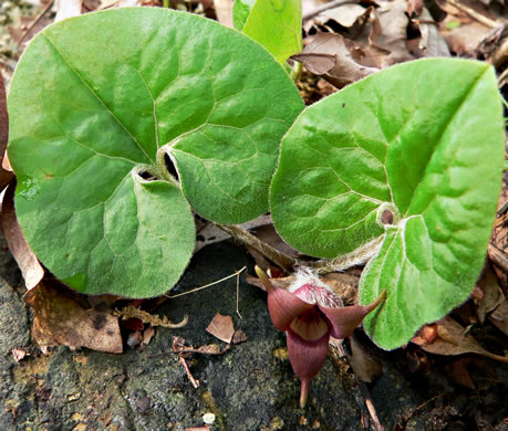 image of Asarum canadense, Common Wild Ginger, Canada Wild Ginger