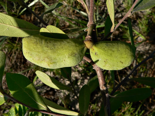 image of Asimina incana, Flag Pawpaw, Polecat Bush, Woolly Pawpaw