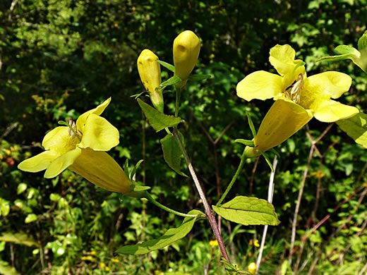 image of Aureolaria patula, Cumberland Oak-leach, Spreading Yellow False Foxglove