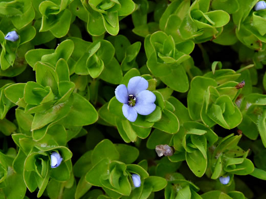 Bacopa caroliniana, Blue Water-hyssop, Sweet Water-hyssop, Carolina Water-hyssop, Lemon Bacopa