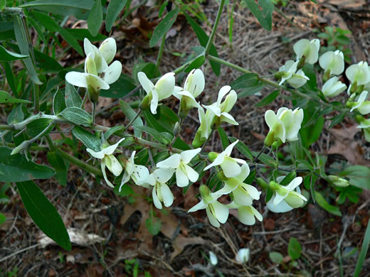 image of Baptisia bracteata, Creamy Wild Indigo