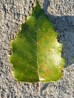 image of Betula nigra, River Birch, Red Birch