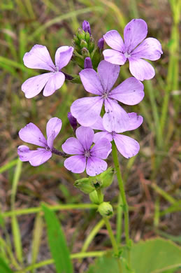 image of Buchnera americana, American Bluehearts, Prairie Bluehearts, Plains Bluehearts, Buchnera