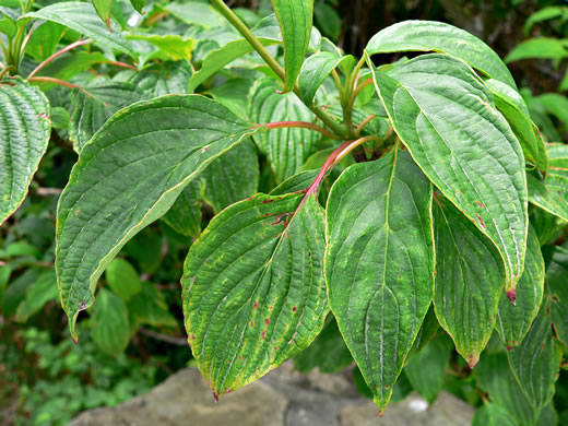 image of Swida alternifolia, Alternate-leaf Dogwood, Pagoda Dogwood, Pagoda Cornel