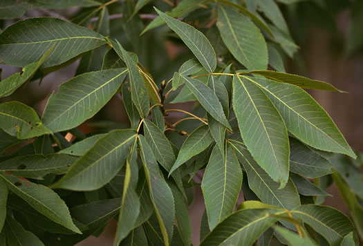 image of Carya carolinae-septentrionalis, Carolina Shagbark Hickory, Southern Shagbark Hickory, Carolina Hickory