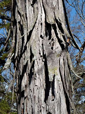 image of Carya carolinae-septentrionalis, Carolina Shagbark Hickory, Southern Shagbark Hickory, Carolina Hickory