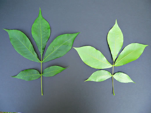 image of Carya carolinae-septentrionalis, Carolina Shagbark Hickory, Southern Shagbark Hickory, Carolina Hickory