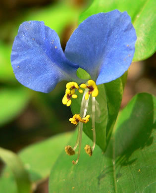 image of Commelina communis, Asiatic Dayflower, Common Dayflower