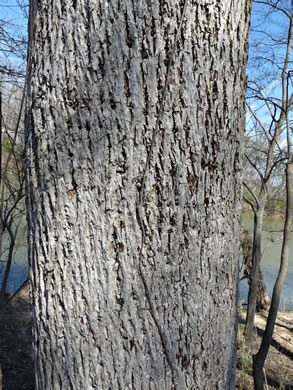 image of Carya cordiformis, Bitternut Hickory