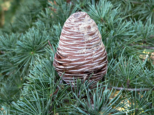 image of Cedrus deodara, Deodar Cedar