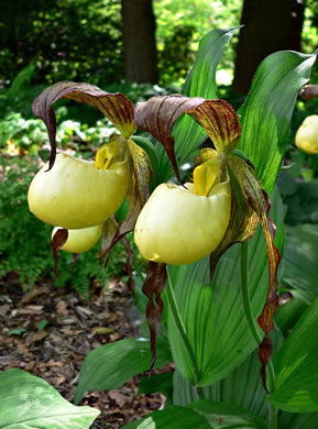 image of Cypripedium kentuckiense, Kentucky Yellow Lady's Slipper