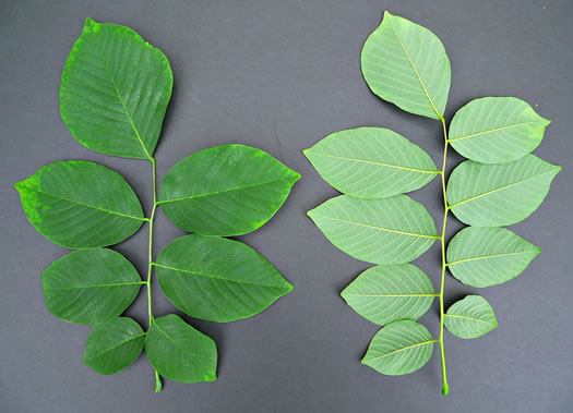 image of Cladrastis kentukea, Kentucky Yellowwood, Gopherwood