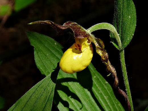 image of Cypripedium parviflorum var. parviflorum, Small Yellow Lady's Slipper