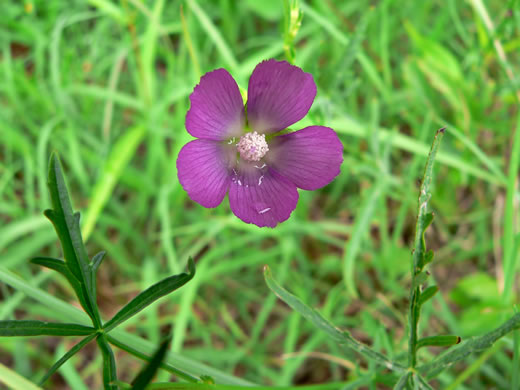 image of Callirhoe pedata, Palmleaf Poppy-mallow