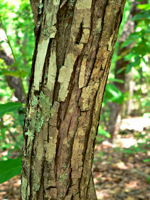 image of Castanea pumila, Common Chinquapin, Chinkapin, Allegheny Chinquapin