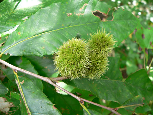 image of Castanea pumila, Common Chinquapin, Chinkapin, Allegheny Chinquapin