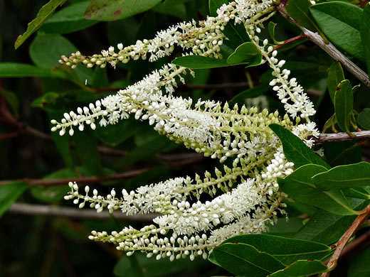 image of Cyrilla racemiflora, Titi, Swamp Cyrilla, Leatherwood