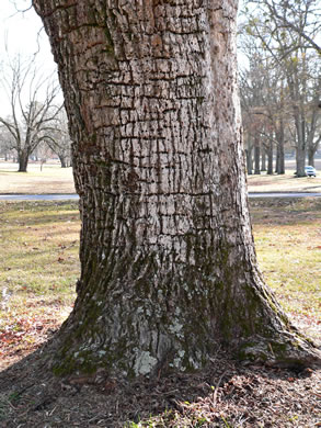 image of Catalpa speciosa, Northern Catalpa, Indian Cigar Tree, Catawba Tree