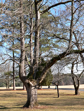 image of Catalpa speciosa, Northern Catalpa, Indian Cigar Tree, Catawba Tree