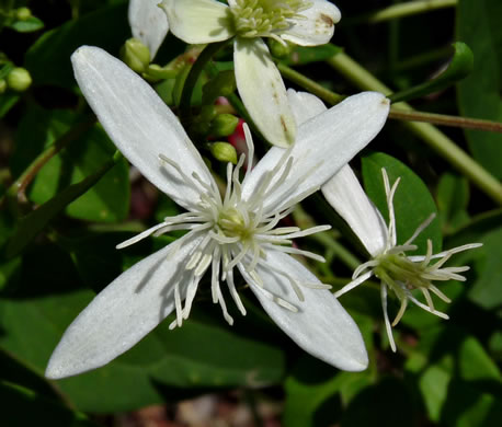 image of Clematis terniflora, Sweet Autumn Clematis, Yam-leaved Clematis, Sweet Autumn Virgin's Bower, Japanese Virgin's-bower