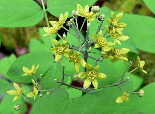 image of Caulophyllum thalictroides, Common Blue Cohosh, Papooseroot, Green Vivian